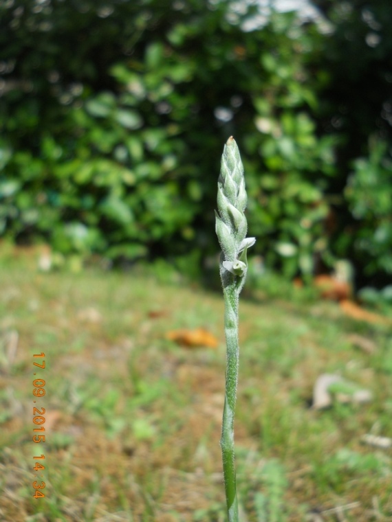 Spiranthes spiralis : ritornano!